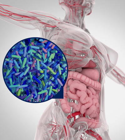 Why Your IBS Isn’t Just About Diet: The Microbiome’s Role